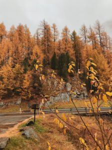 foliage val senales