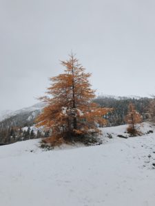 foliage val senales